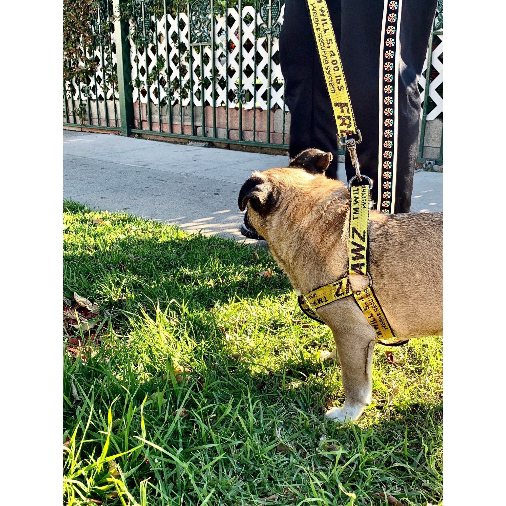 leash
