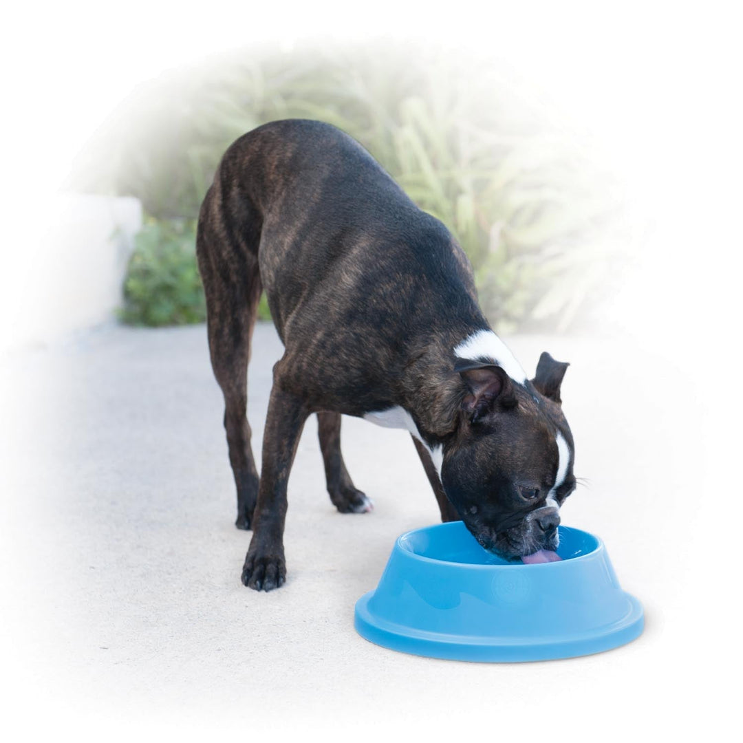 Cooling Water Bowl for Pets