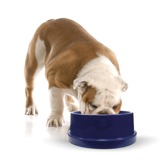 Cooling Water Bowl for Pets
